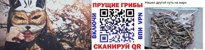 Галлюциногенные грибы Psilocybe  Хвалынск 